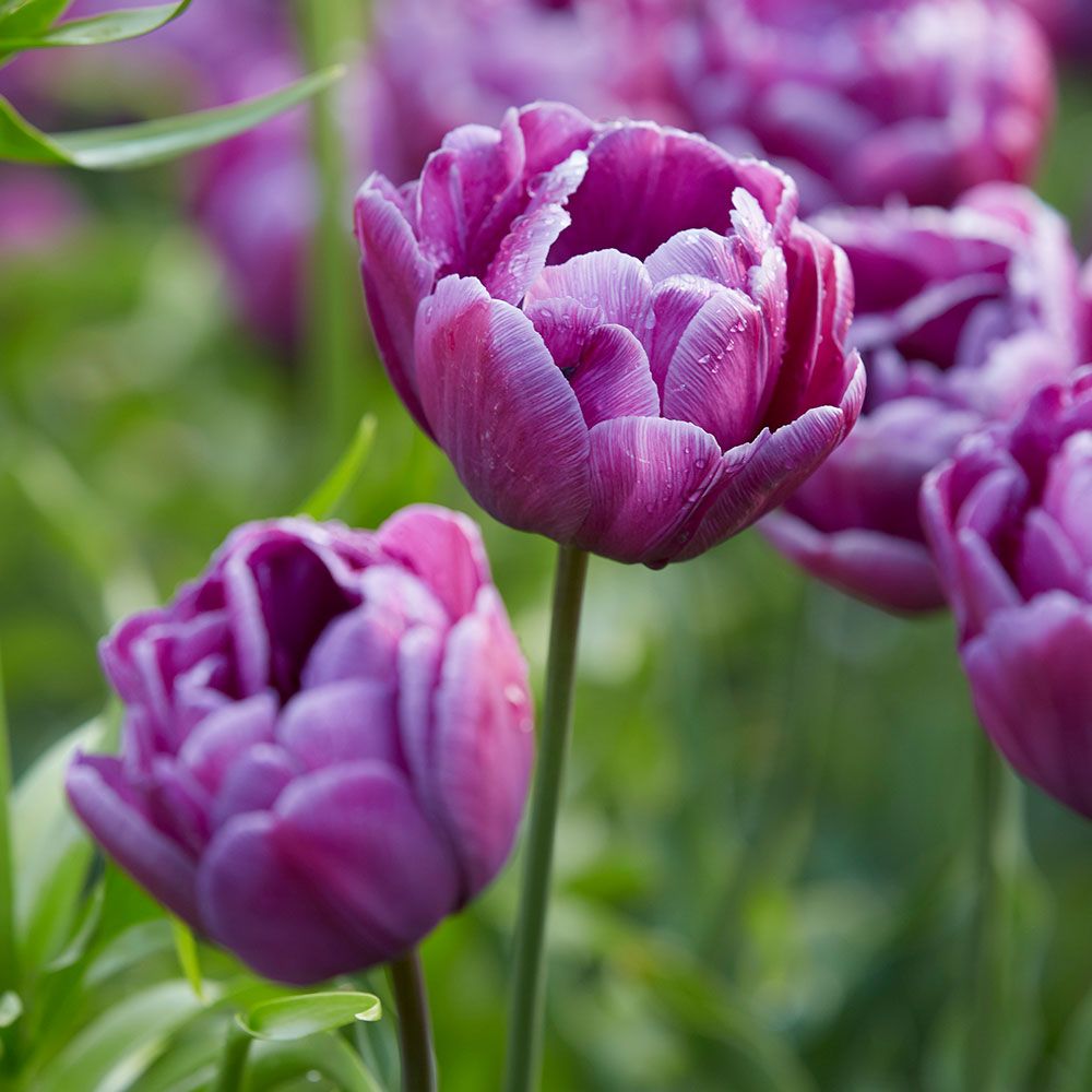 Negrita Double Tulip Seeds